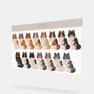 Panneau En Acrylique Sheltie, Shetland Sheepdog mix