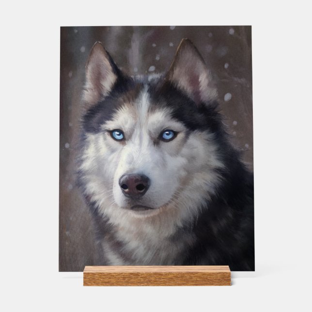Panneau En Acrylique Sibérien Husky (Recto)