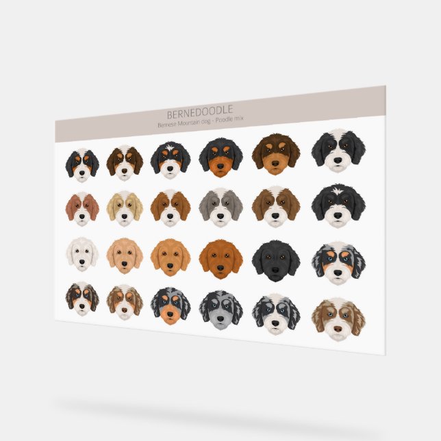 Panneau En Acrylique SYMBOLE ACrylique Bernedoodle (Angle)