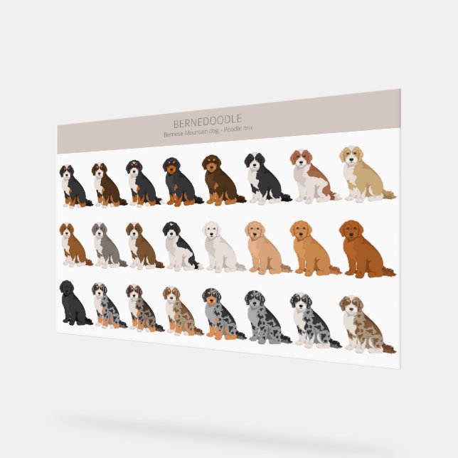 Panneau En Acrylique SYMBOLE ACrylique Bernedoodle (Angle)