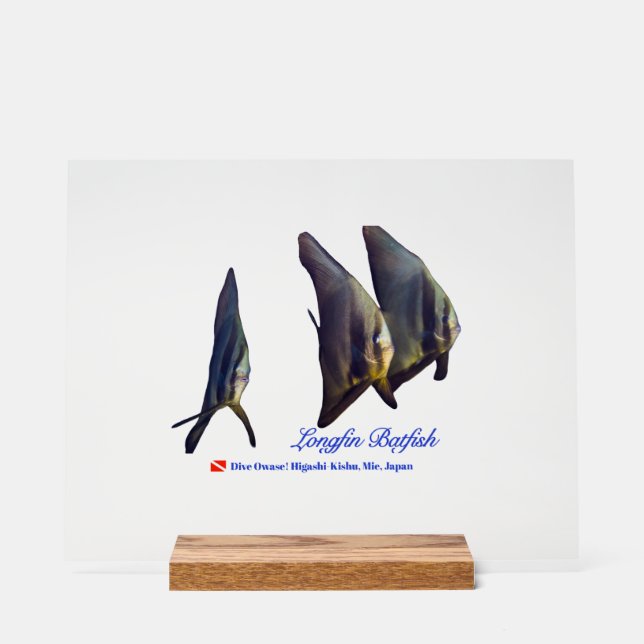 Panneau En Acrylique Thee Cute Longfin Batfish Beverage Coaster (Recto)