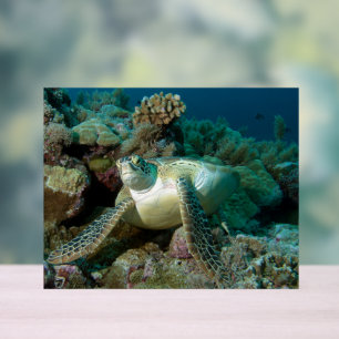 Panneau En Acrylique Tortue verte de mer après s'être reposée parmi le