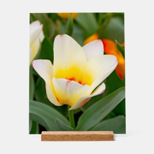 Panneau En Acrylique Tulipe blanche