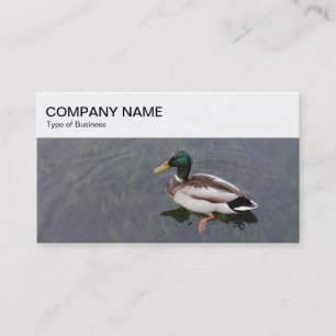 Panneau supérieur - Carte de visite de canard de M