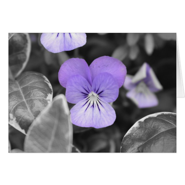 Panneaux / Couleur isolée (Devant horizontal)