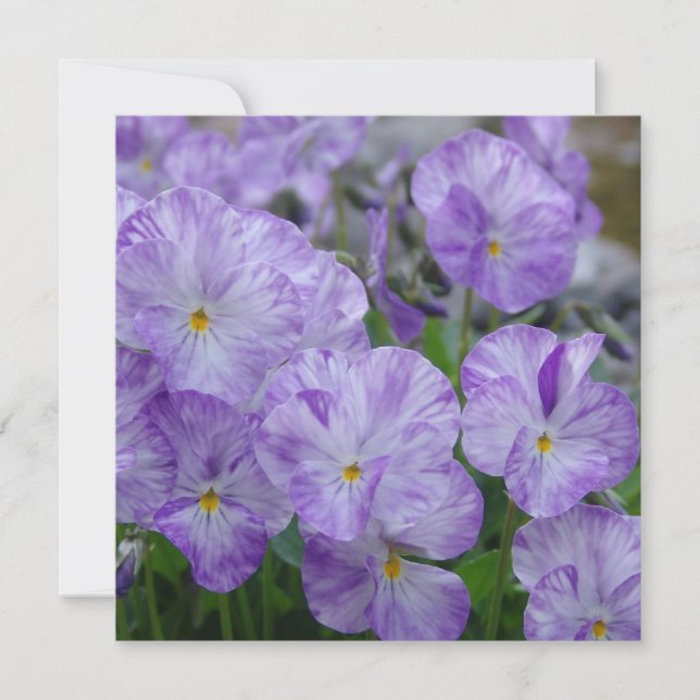 Panneaux de champ (Devant)