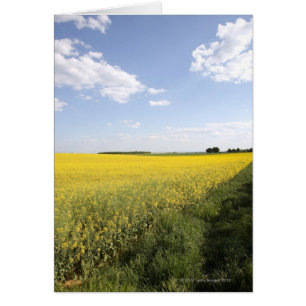Panorama vertical d'un champ de canola jaune dans
