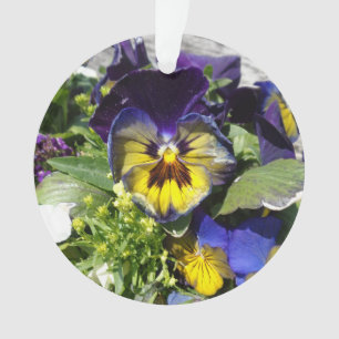 PANSIES !