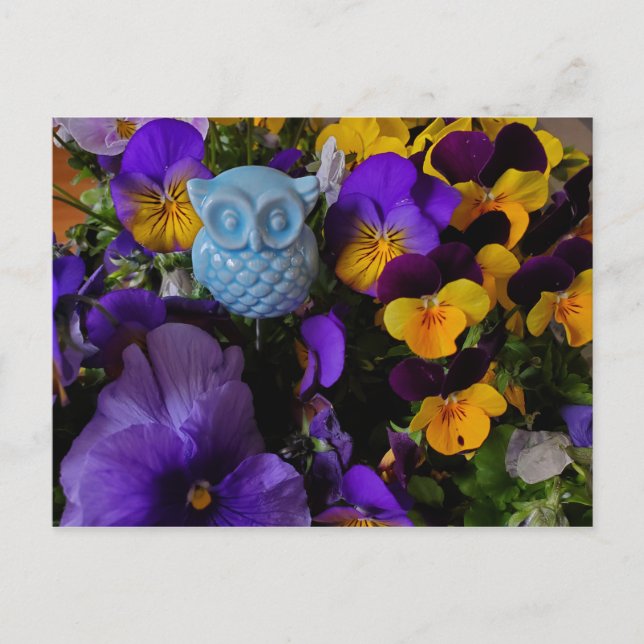 Pansies avec carte postale hibou (Devant)
