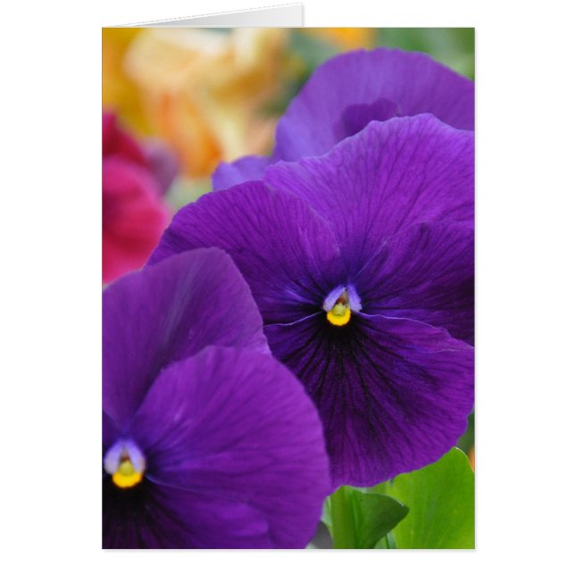 Pansies des yeux de maman (Devant)