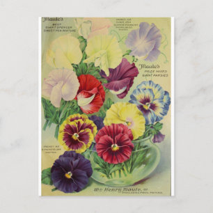 Pansies Pansy Fleur Botanique Vintage Carte postal