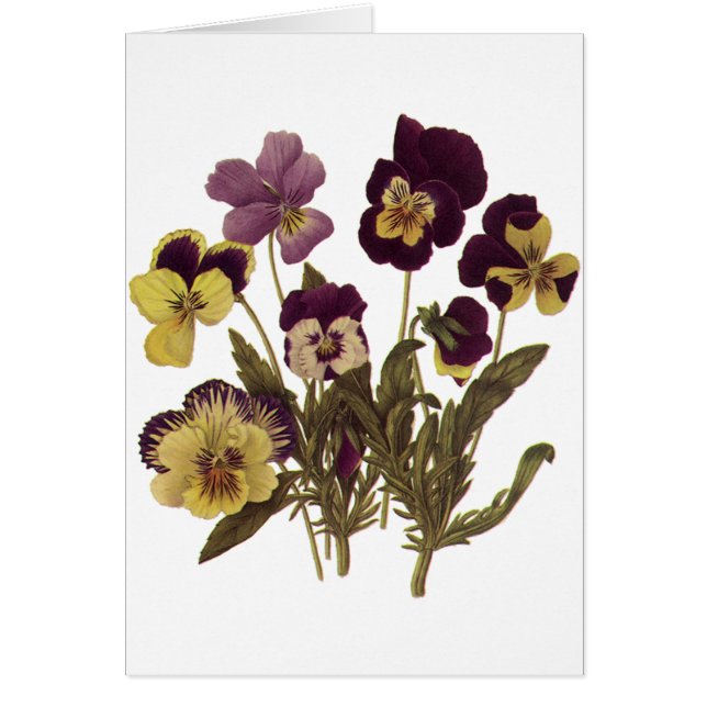 Pansies vintages en Fleur, Fleurs de Jardin Floral (Devant)