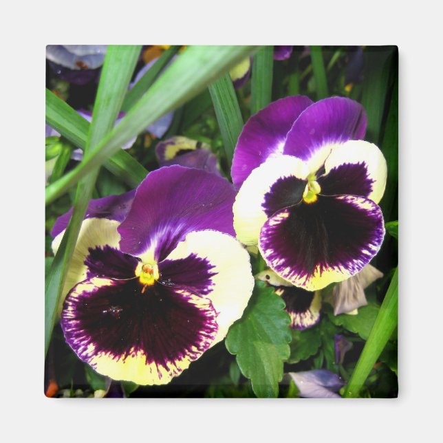 Pansies violettes - Aimant (Devant)