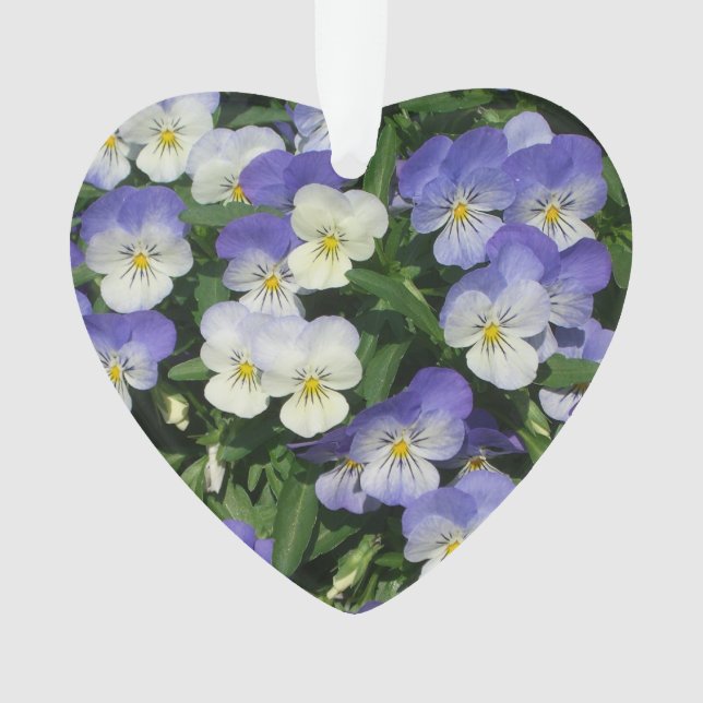 Pansies violettes Jardin Floral (devant)
