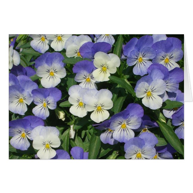 Pansies violettes Jardin Floral (Devant horizontal)