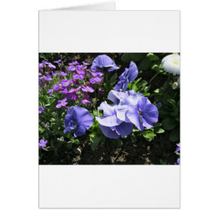 Pansies violettes timides