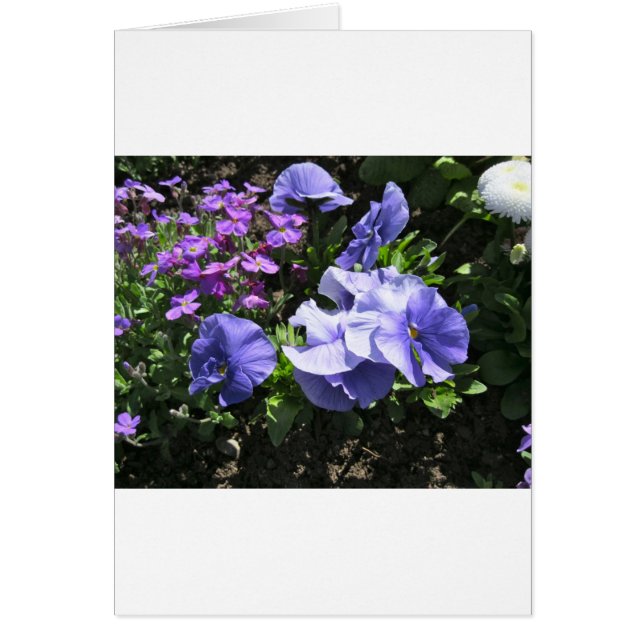 Pansies violettes timides (Devant)