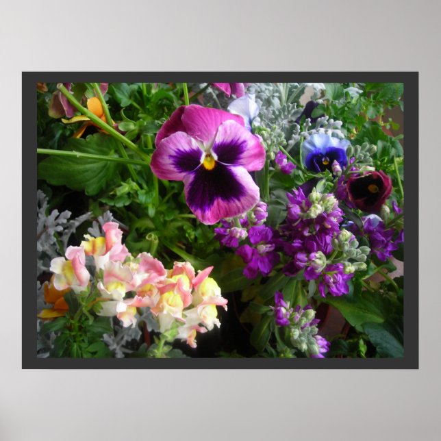 Pansy and Friends Poster (Devant)