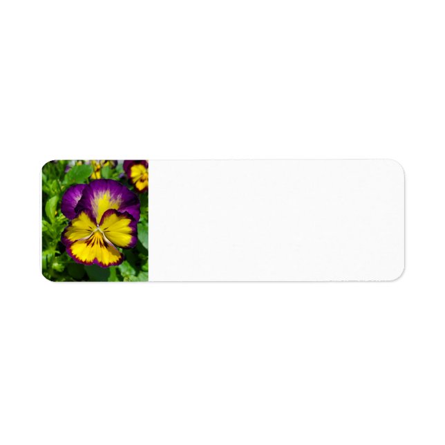 Pansy étiquette de adresse (Devant)