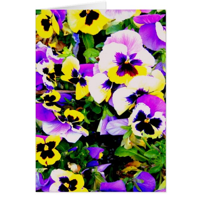 pansy flowers (Devant)