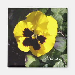 Pansy Magnet