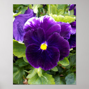 Pansy Profond Violet, Poster