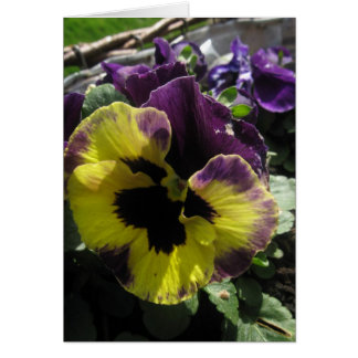 Pansy Spring