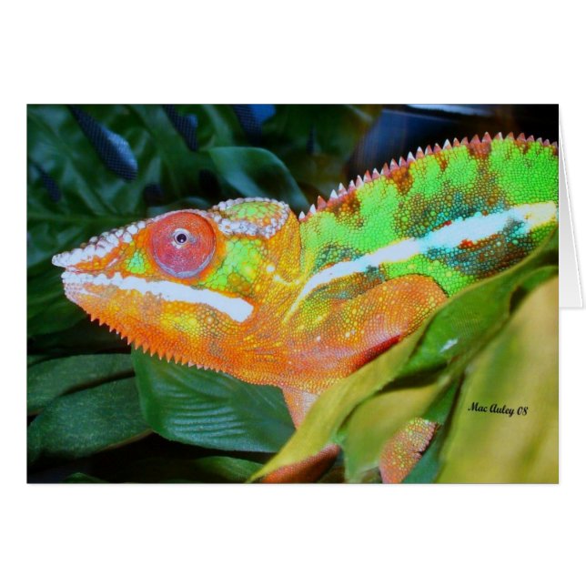 Panther Chameleon (Devant horizontal)