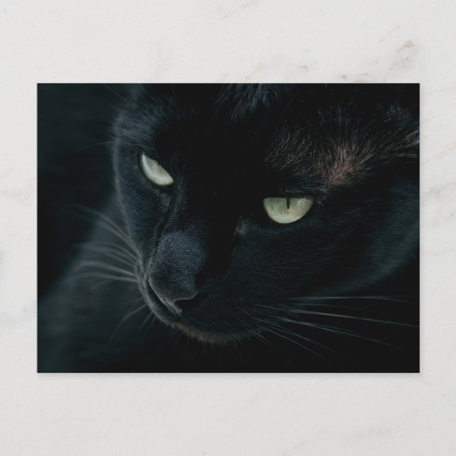 Panthère noire - Carte postale (Devant)