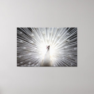 Paon blanc sur la toile enveloppée par prime