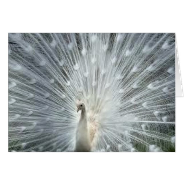 Paon bleu indien blanc rare (Devant Horizontal)