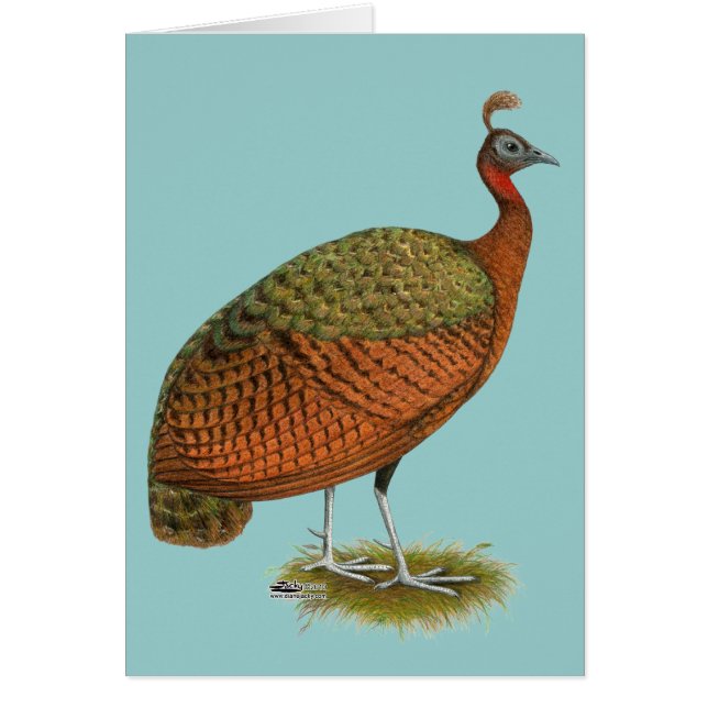 Paon : Congo Peahen (Devant)