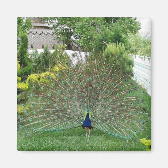 Paon dans le jardin Photo Magnet (Devant)