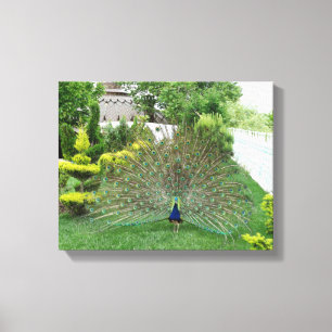 Paon dans une copie de toile de jardin