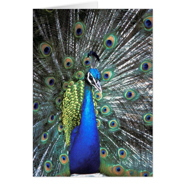 Paon magnifique déployant des plumes colorées (Devant)
