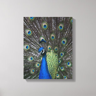 Paon peint sur toile enroulée