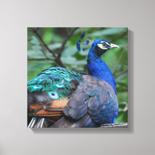 Paon Roosting la copie de toile