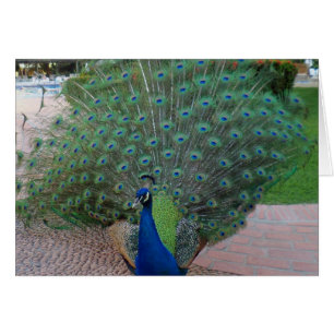 Paons au Mexique