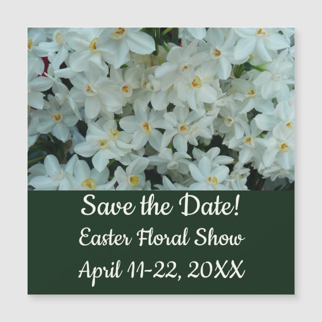 Paperwhite Narcissus Fleurs blanches délicates (Devant)