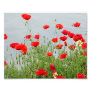 Papes rouges en mer Photo Print