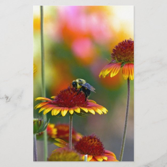 Papeterie Abee sur Gaillardia (Devant)