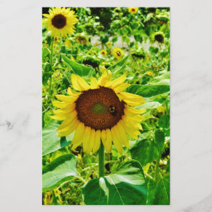 Papeterie Abeille sur tournesol jaune