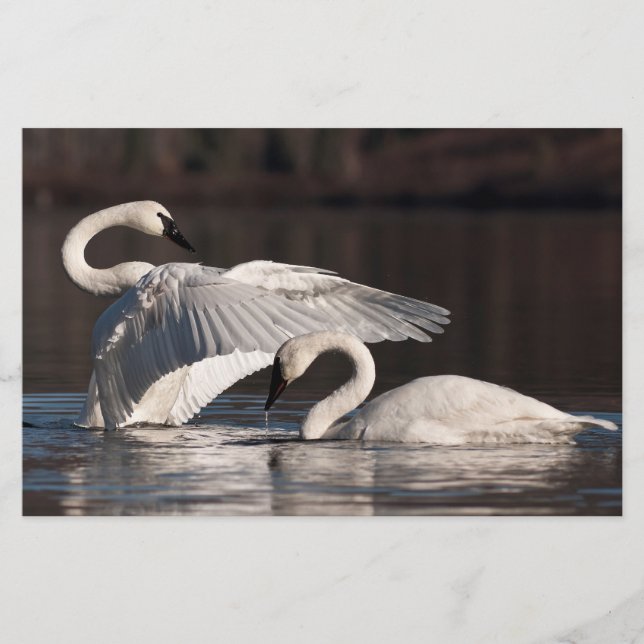 Papeterie Aimer les cygnes (Devant)