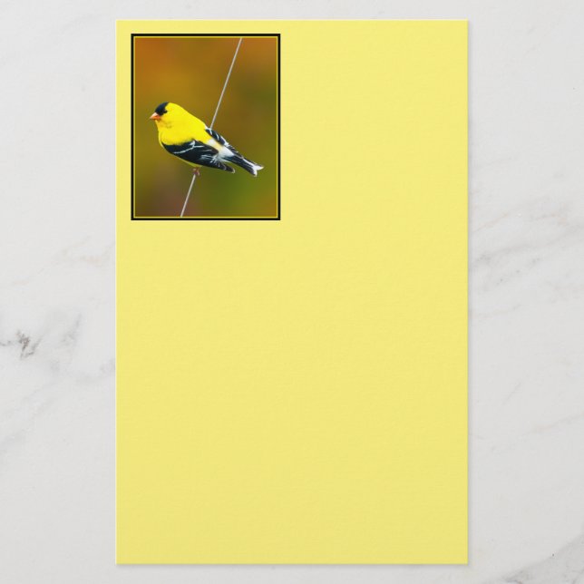 Papeterie American Goldfinch - Photo originale (Devant)