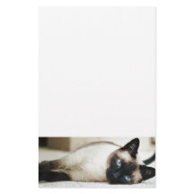 Animal de chat siamois