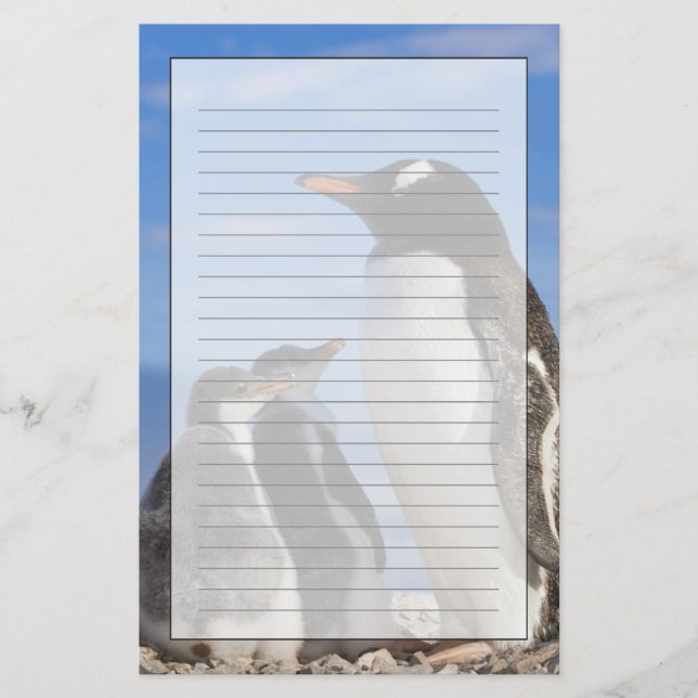 Papeterie Antarctique, Anse Neko. Manchot gentoo 2 (Devant)