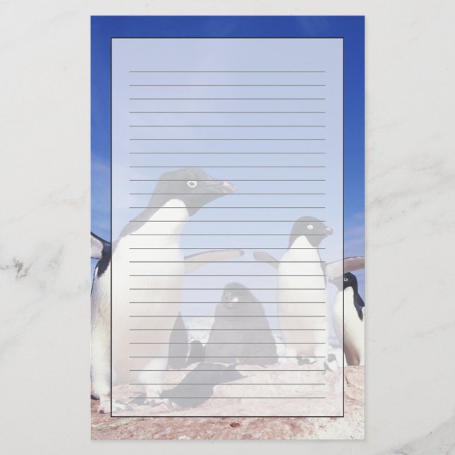 Papeterie Antarctique, Manchot Adélie Pygoscelis (Devant)