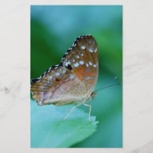 Beau papillon Danaus Plexippus sur une feuille.