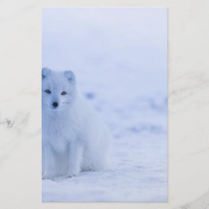 Papeterie Beau renard arctique