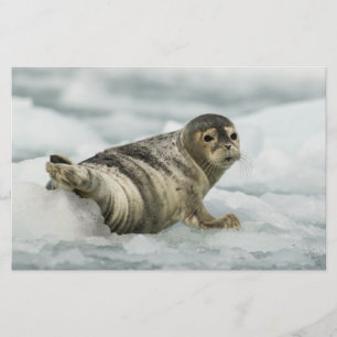 Papeterie Bébé phoque précieux